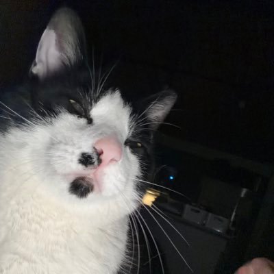 tac_eillA's profile picture. 29 | 🏳️‍⚧️🏳️‍🌈 | Head of IT | Opinions and tweets are mine | she/they