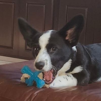 Kwoopie's profile picture. An ancient 24 year old USF alumni who specializes in mashing
duck_hunt on discord