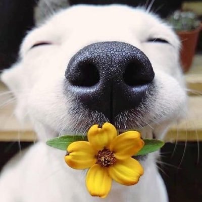 KarwirwaLaura's profile picture. carpé-ing this diėm🌻