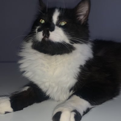 luzdelvna's profile picture. 🇵🇸 | Kira 🐱🕊️