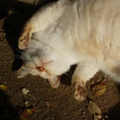 petsounds_smily's profile picture. 種々の野菜作り、世界中のナイスな音楽（3776、大野方栄さん、ポプリ、小林しのさん、橋本潮さん、ＰＧＦ、寺嶋由芙さん）大好き！  I love nice music around the world on Fukuoka.　音楽はhttps://t.co/BVRrr2rTfv　で