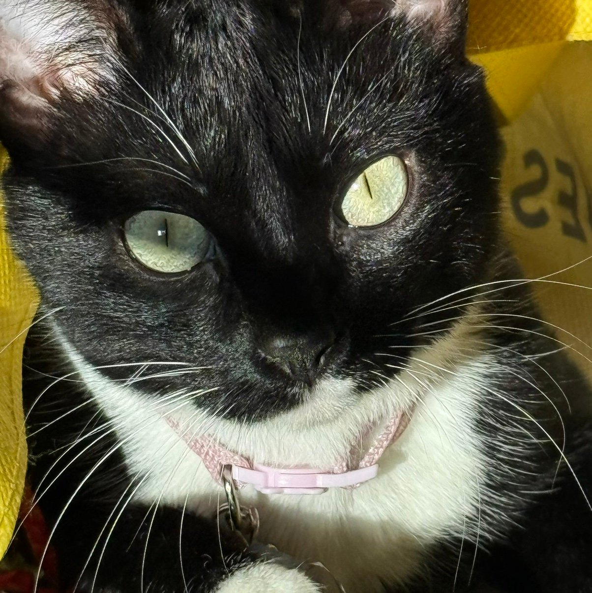 Wilmajomcq's profile picture. 