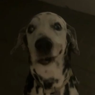 marinaDnog's profile picture. flightless bird