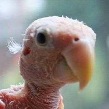 falecidovitrola's profile picture. 