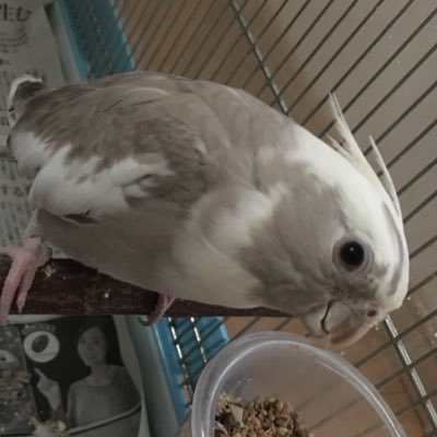 001Cockatiels's profile picture. インコさんが好きです。現在、2018年5月、出会った羽衣セキセイ2羽(はる、れい) 、オカメインコ(そう) も一緒です。 沢山の子と毎日を楽しく。