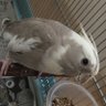 001Cockatiels's profile picture. インコさんが好きです。現在、2018年5月、出会った羽衣セキセイ2羽(はる、れい) 、オカメインコ(そう) も一緒です。 沢山の子と毎日を楽しく。