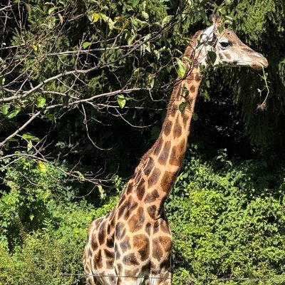 RocioDelil's profile picture. Don’t aim for success if you want it; just do what you love and believe in, and it will come naturally.
——David Frost 🇷🇺 🇺🇸