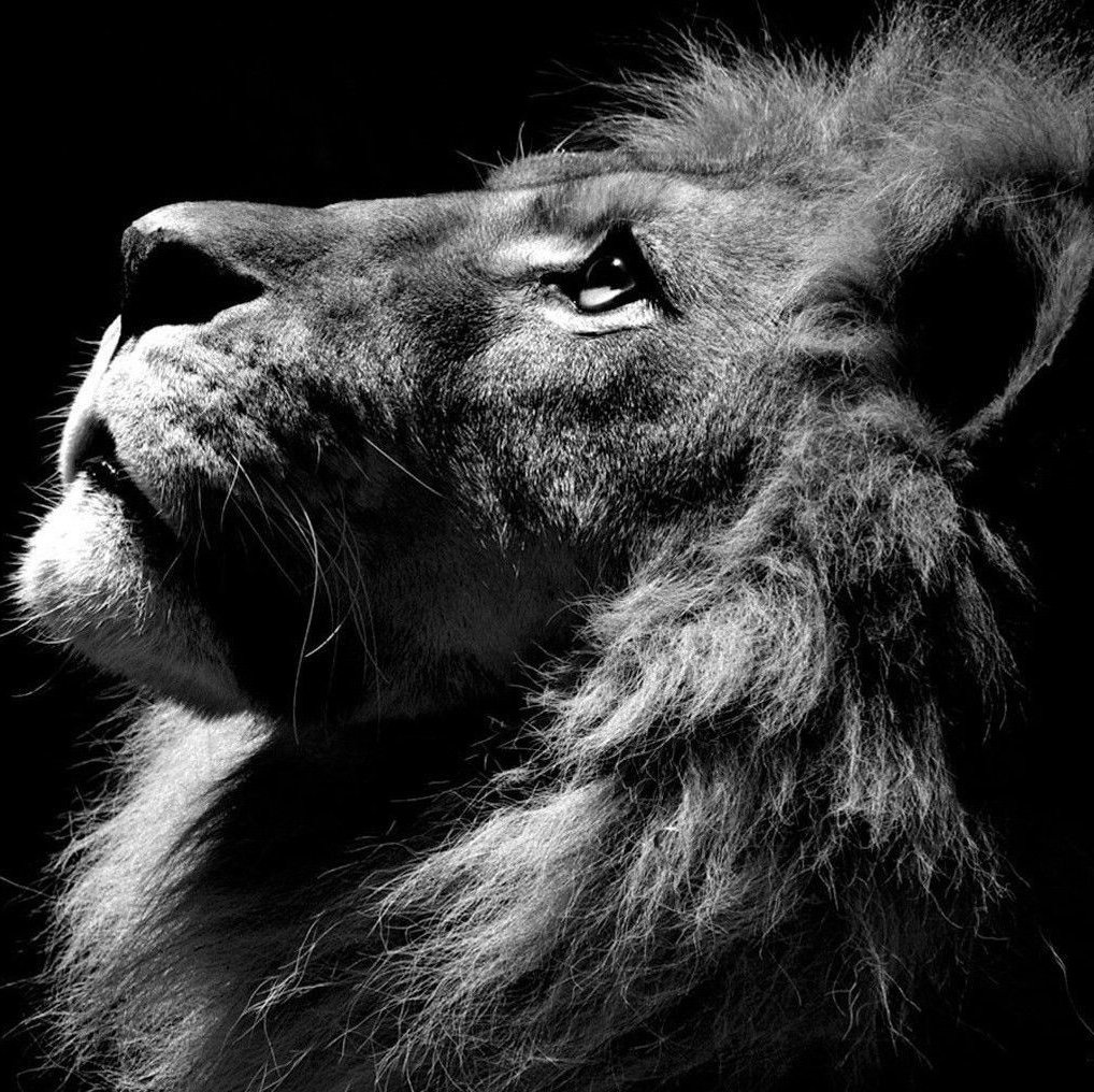 selaznogreivax's profile picture. 