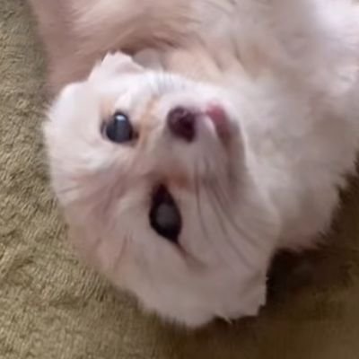 UghCheeseCake's profile picture. 20 Años / ♀️