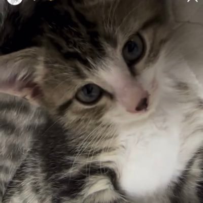 mlvlrt_'s profile picture. ゲームと言うより猫です。猫というより人生です