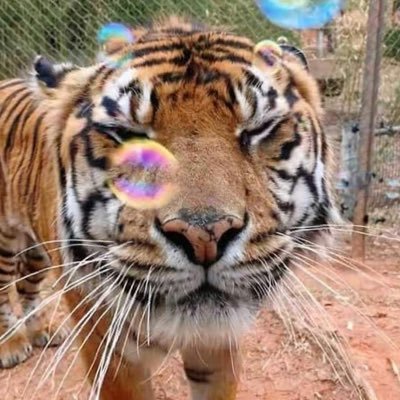 acadogt's profile picture. Tiger that sometimes draws. | 24 yrs old