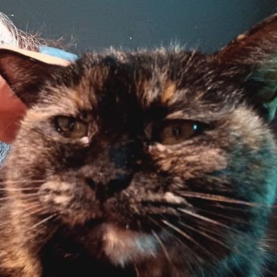 OmarHG71121625's profile picture. Michoacano de corazón, creyente de  Dios y  San juditas, seguidor del más grande de México y Concacaf @ClubAmerica