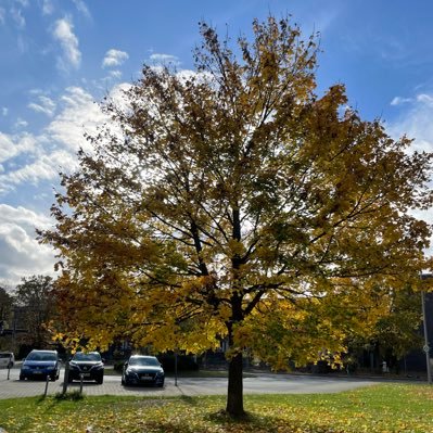 daic0r's profile picture. Software developer with a passion #cpp #elixir #rust #webdev #golang #neovim