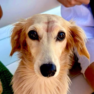 lepeccorina's profile picture. 19 she/her • ferrari hater • fb63 x cl16 🐐 • nffc 🔴🌳•