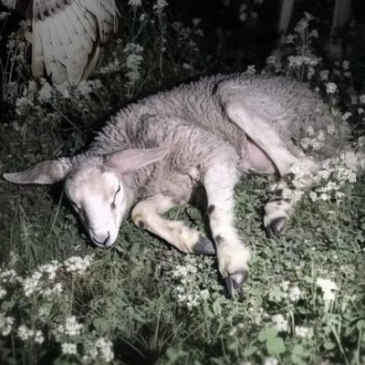 SweetyHeartz687's profile picture. Comms Open: 3/5
 
             偉大な輝く蛾が翼を広げる。

                     "The great shining moth spreads her wings."