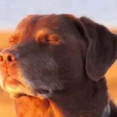 dnaustria's profile picture. 