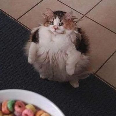 Wastedhob0's profile picture. 26,
Autistic
,

femboy enjoyer

,

overall simp