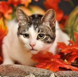 YSTK7's profile picture. ◆FANKS◆猫派◆岐阜出身(生まれは鹿児島)◆社会復帰に向け奮闘中◆クリスチャン◆妻の影響でプリキュア観てます◆他、小橋建太さん、デザフェス、文房具集め、掃除、犬、マーモット、レッサーパンダ、カピバラ、水どう、筋トレ、ラジオ(伊集院光さん)、AXSも好き◆40年以上プロレスファン◆2022年2月入籍