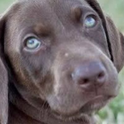 greeneyedpumppy's profile picture. Listen, learn, live, laugh, love.