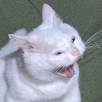 Mirangel_Dev's profile picture. Dev Dev Dev Dev