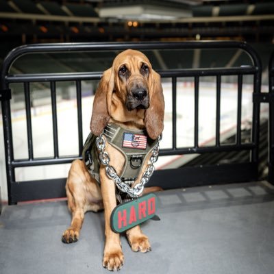 mnwildpup's profile picture. I’m Paulie, @mnwild's official rescue dog from @chdogrescue! 🐾 I'll be chasing a career with @Soldiers6MN.❤️💚 Official partner of @cubfoods.