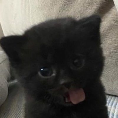 hl8437t's profile picture. 