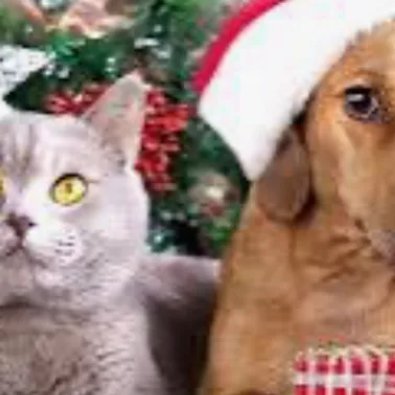 ayinlafunder's profile picture. Annual donation drive for East Valley Animal Shelter—collecting blankets, treats, and cat beds to keep the animals warm during the cold season. 🐶🐱

https://ww
