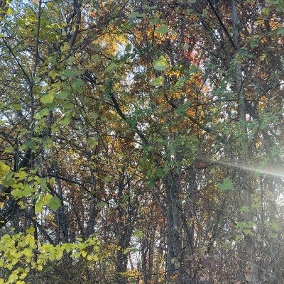 chicken_pa58235's profile picture. 