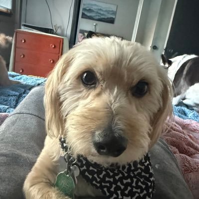 thecurtisnewman's profile picture. 