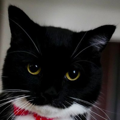 lardconsumer's profile picture. The only reason to continue is my beloved,  yummy sludge. I love my sludge #sludge ; 20 years of age