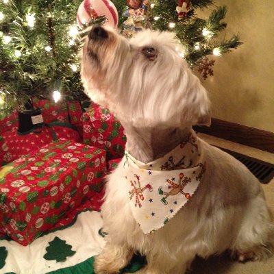 ejwill1996's profile picture. History Teacher | Auntie | Dog mom