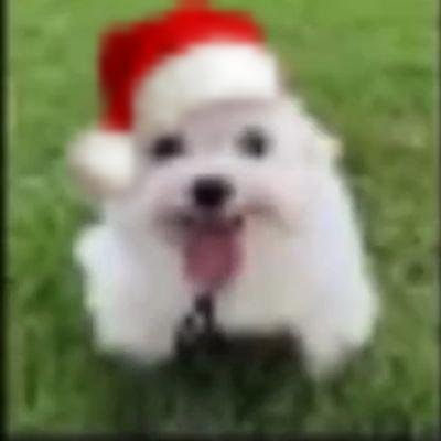 glup_shittoo's profile picture. 