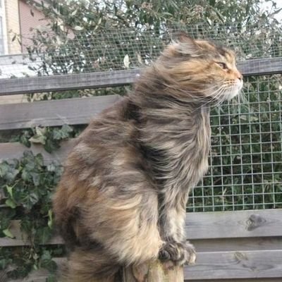 Cyrill_Pappus's profile picture. déjà je dis non.