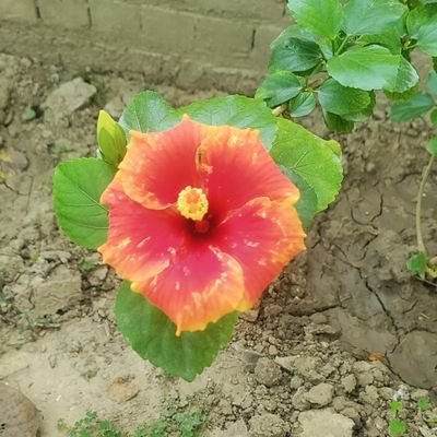 jitendar_bodh's profile picture. koi hme follow kyu nhi krta yar