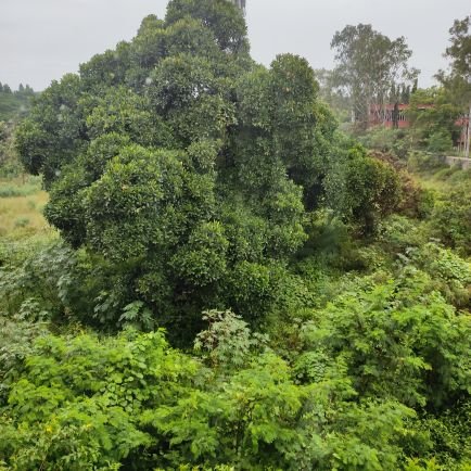 T_Nagar's profile picture. 