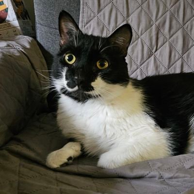 katarungann's profile picture. your silence will not protect you - audre lorde