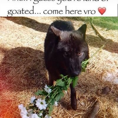 evilgoblin101's profile picture. 