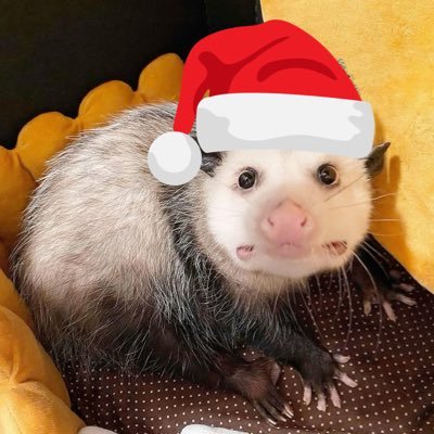 TrashOpsAgent's profile picture. happily taken | anti-abortion | fearfully & wonderfully made