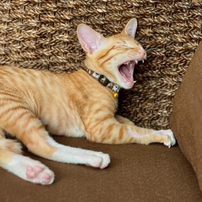 kku1688's profile picture. 