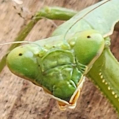 rsannicolas50's profile picture. broken down 420 gardener. love everything marijuana.. 420/710 fan. just trying to survive in a mad world..  🐧🐧🐧 & 🐸🐸🐸 are my smile emoji. No Drama Puhleez