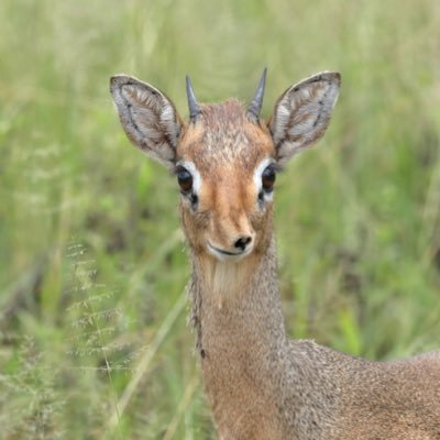 RealDikDikCoin's profile picture. 🦌✨ The tiniest antelope with the biggest vision. $DIKD — small beginnings, mighty potential. Wholesome memes, real community, tiny deer energy built to grow.