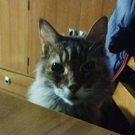 ArmandoDiego222's profile picture. 