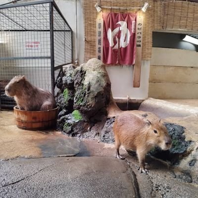 DataTokyo48442's profile picture. 魔界転生