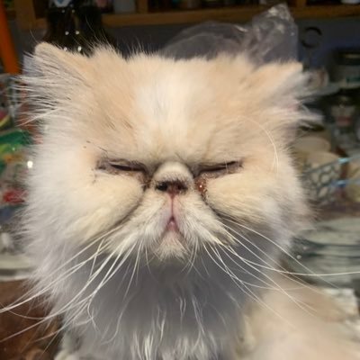 WinogradVictor's profile picture. solista