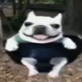 Pirdodjo's profile picture. Meu delírio são experiências com coisas reais