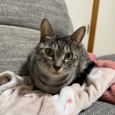 LozQMklBaO98348's profile picture. 