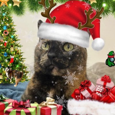 freyawreya's profile picture. 3 yearce olde. tortie type. pist type. cat twittur 🐈‍⬛ freya and momya she/her