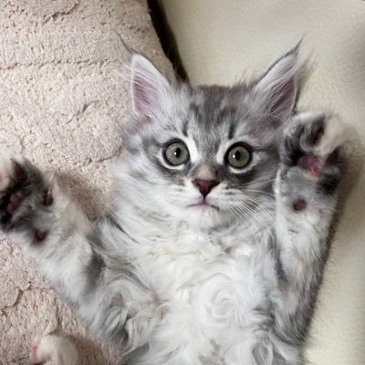 ymsngohan's profile picture. 📍tokyo｜栄養科学科卒業→社会人(管理栄養士)｜スポーツ栄養