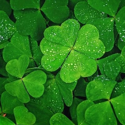 FlRandomThing's profile picture. 