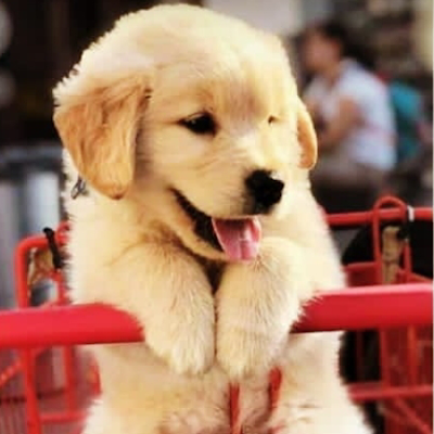 kolli_maha's profile picture. 